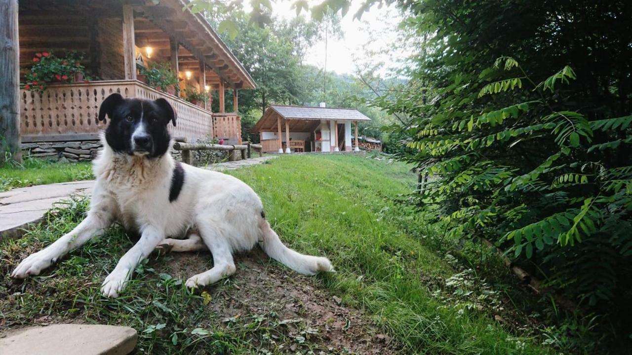 Willa Casa Lu' Ion Vişeu de Sus Zewnętrze zdjęcie